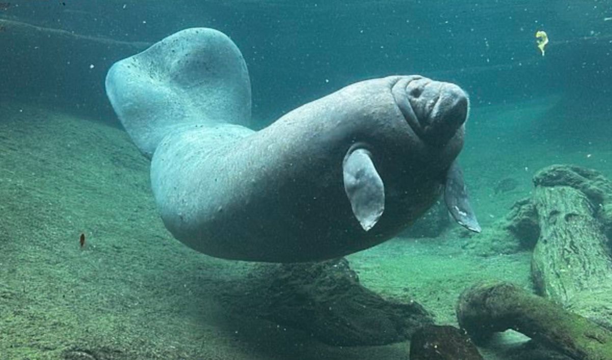 Ламантин несподівано оселився у штучному озері Ламантин несподівано оселився у штучному озері