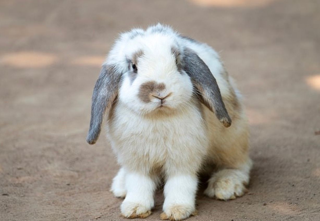 Висловухі кролики страждають через проблеми зі здоров'ям Висловухі кролики страждають через проблеми зі здоров'ям
