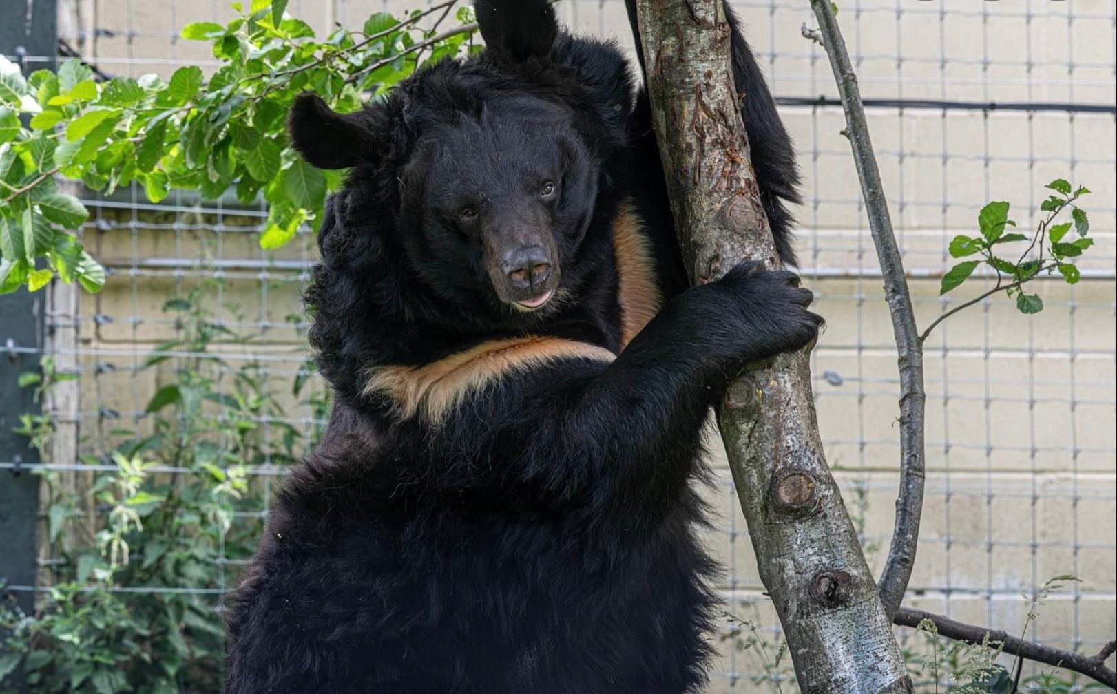 У шотландському зоопарку помер врятований із Донеччини ведмідь У шотландському зоопарку помер врятований із Донеччини ведмідь