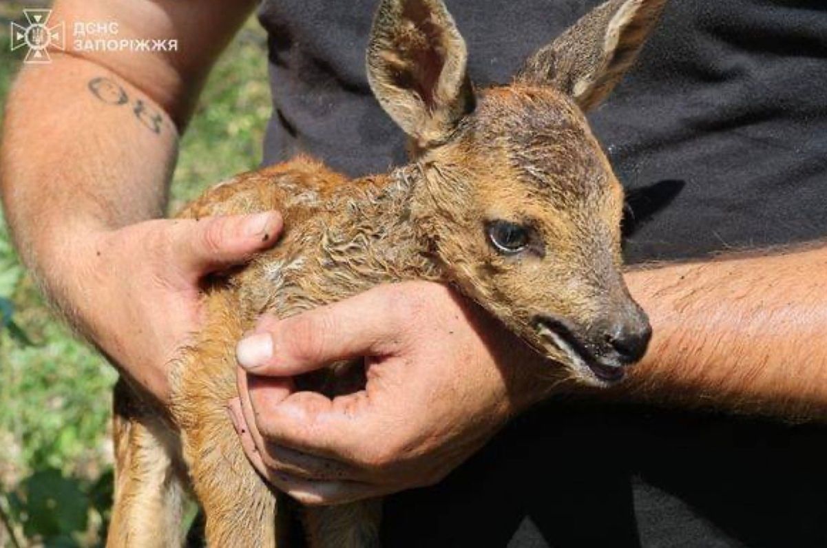 Во время пожара на острове Хортица спасли косулю во время пожара на острове Хортица Во время пожара на острове Хортица спасли косулю во время пожара на острове Хортица