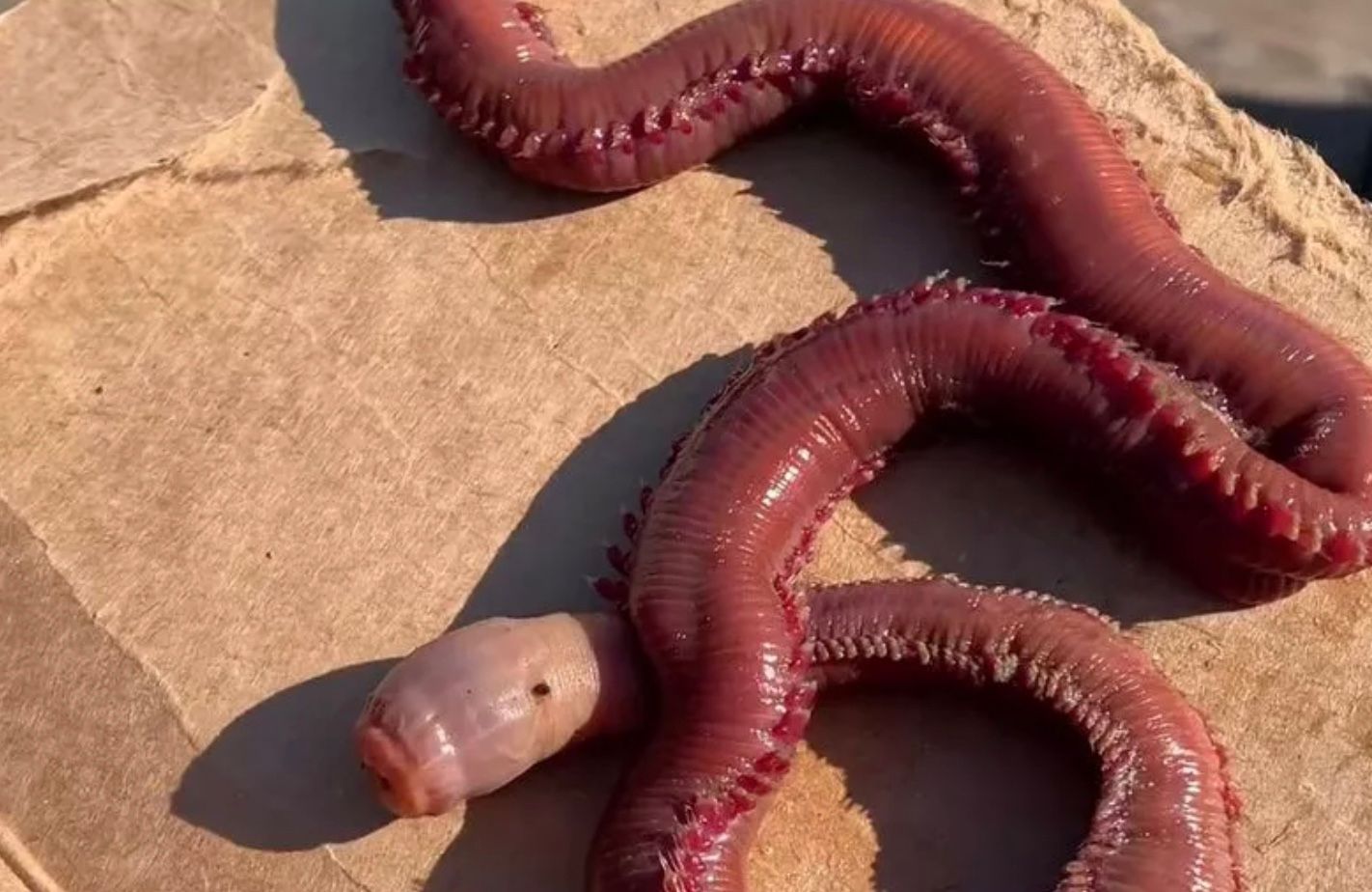 Моряки знайшли дивну істоту з отруйними зубами Моряки знайшли дивну істоту з отруйними зубами