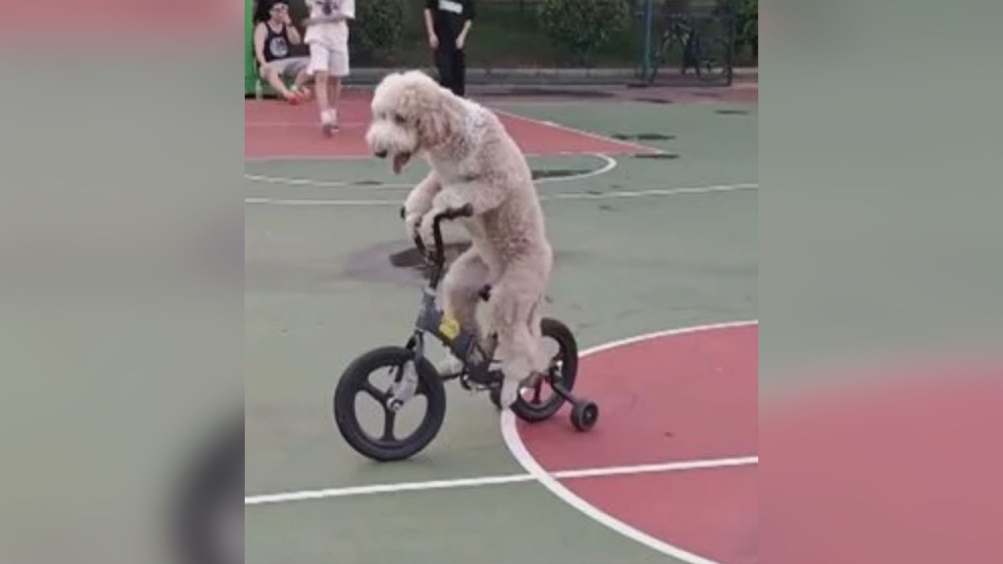 Пудель ездит на велосипеде - Pets Пудель ездит на велосипеде - Pets