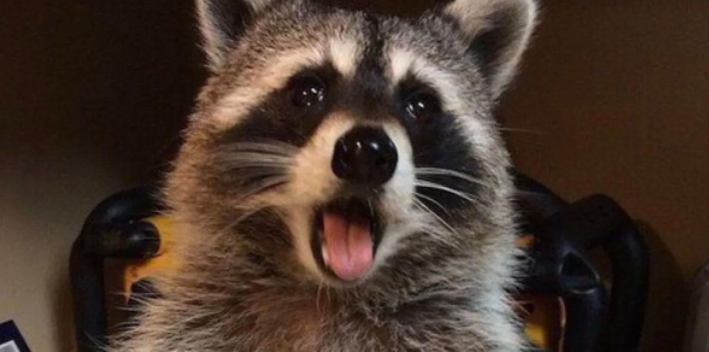 Курьезное фото енота ворвалось в тренды Reddit Курьезное фото енота ворвалось в тренды Reddit