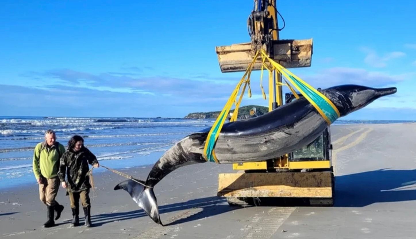 Найрідкісніший кит у світі Найрідкісніший кит у світі
