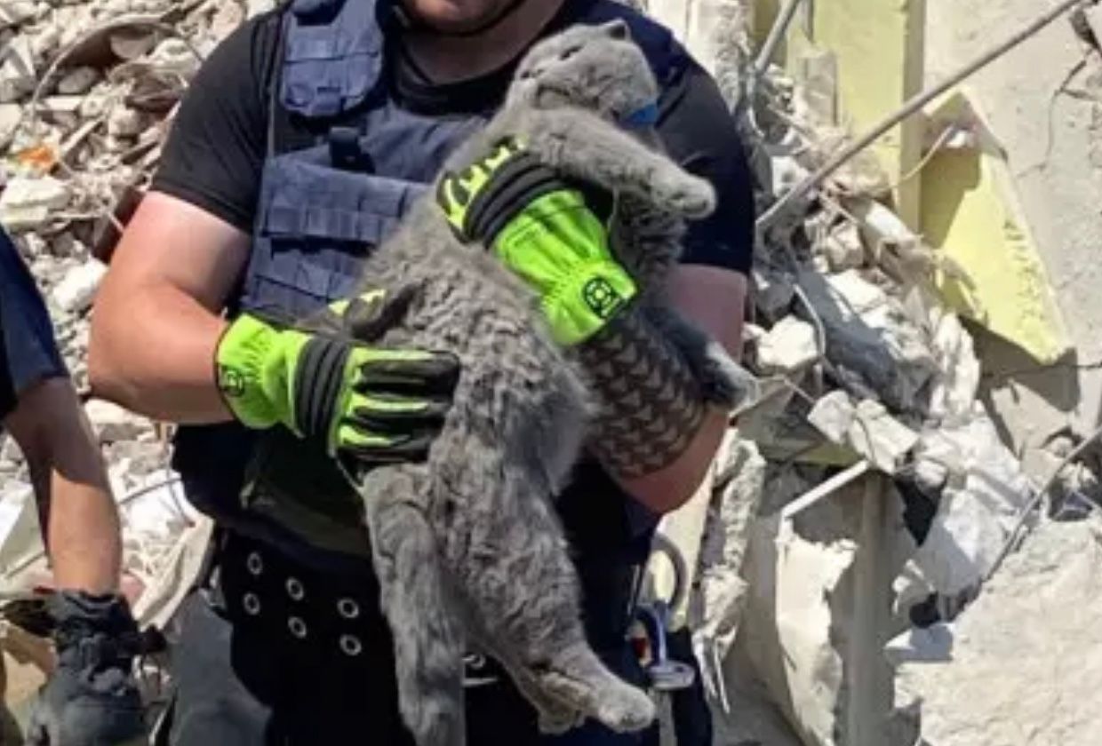 Из-под завалов дома в Мирнограде достали котика из-под завалов дома в Мирнограде Из-под завалов дома в Мирнограде достали котика из-под завалов дома в Мирнограде