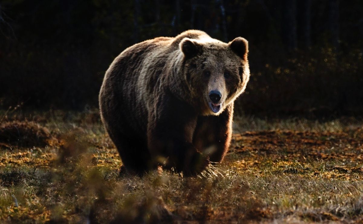 У Румунії мешкає найбільша популяція бурих ведмедів у Європі У Румунії мешкає найбільша популяція бурих ведмедів у Європі