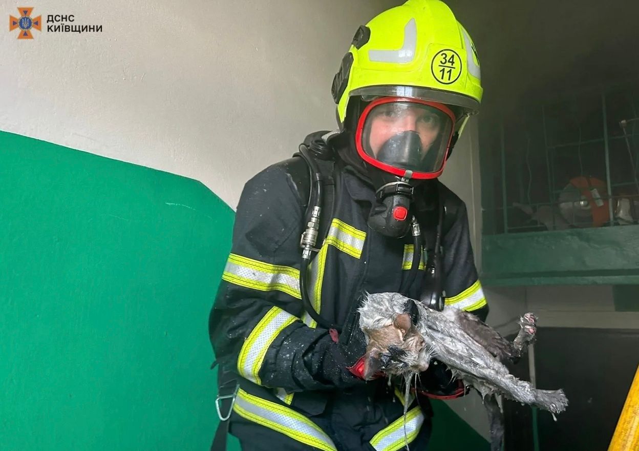 Под Киевом ГСЧС во время пожара спасли котика во время пожара Под Киевом ГСЧС во время пожара спасли котика во время пожара