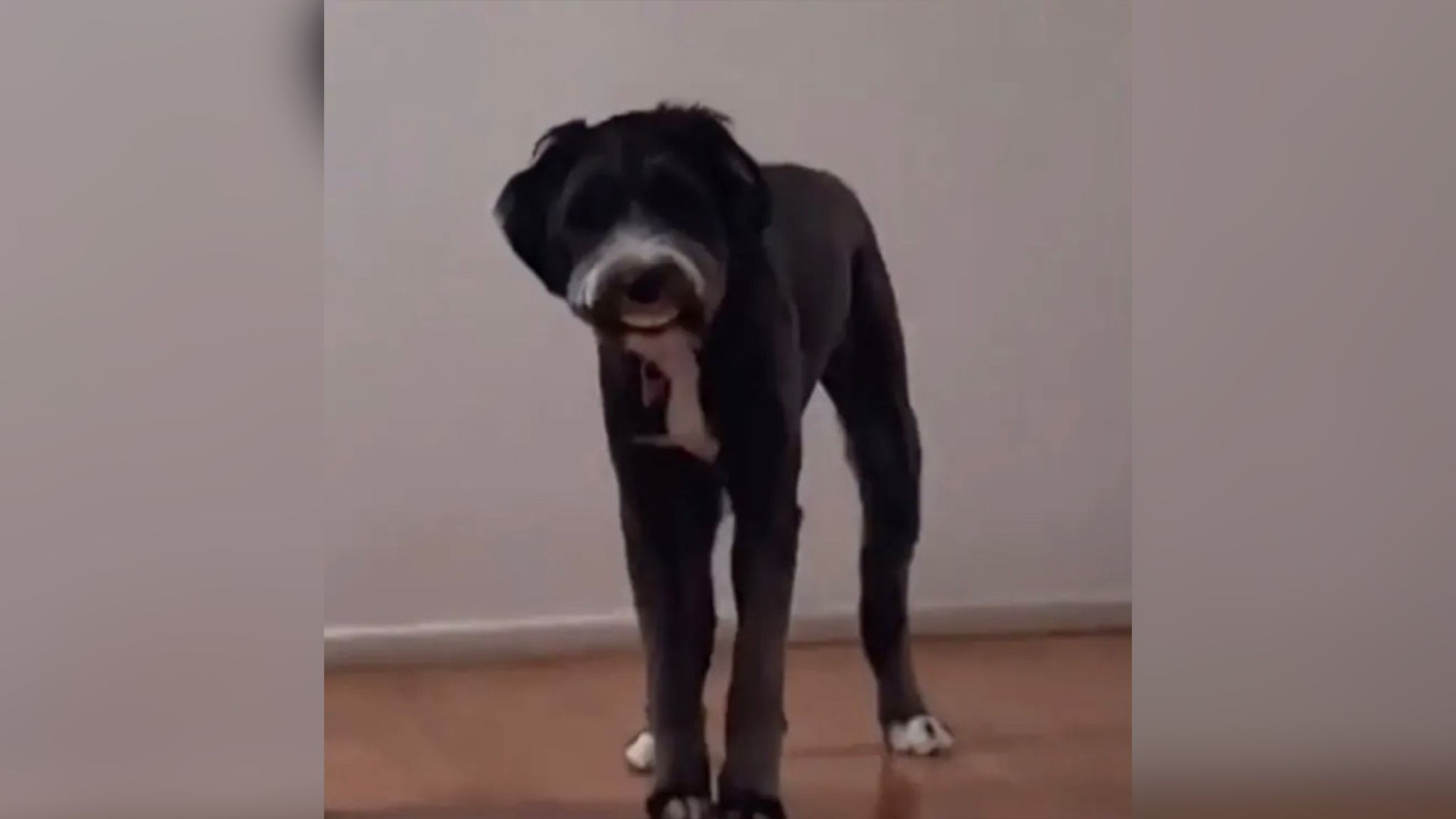 Пес приніс хазяїну зубні протези Пес приніс хазяїну зубні протези