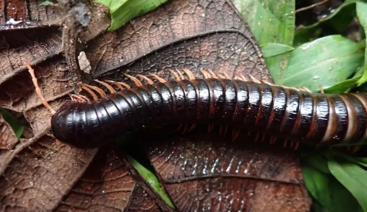 Гігантське чудовисько з десятками ніг 120 років ховалося від учених Гігантське чудовисько з десятками ніг 120 років ховалося від учених