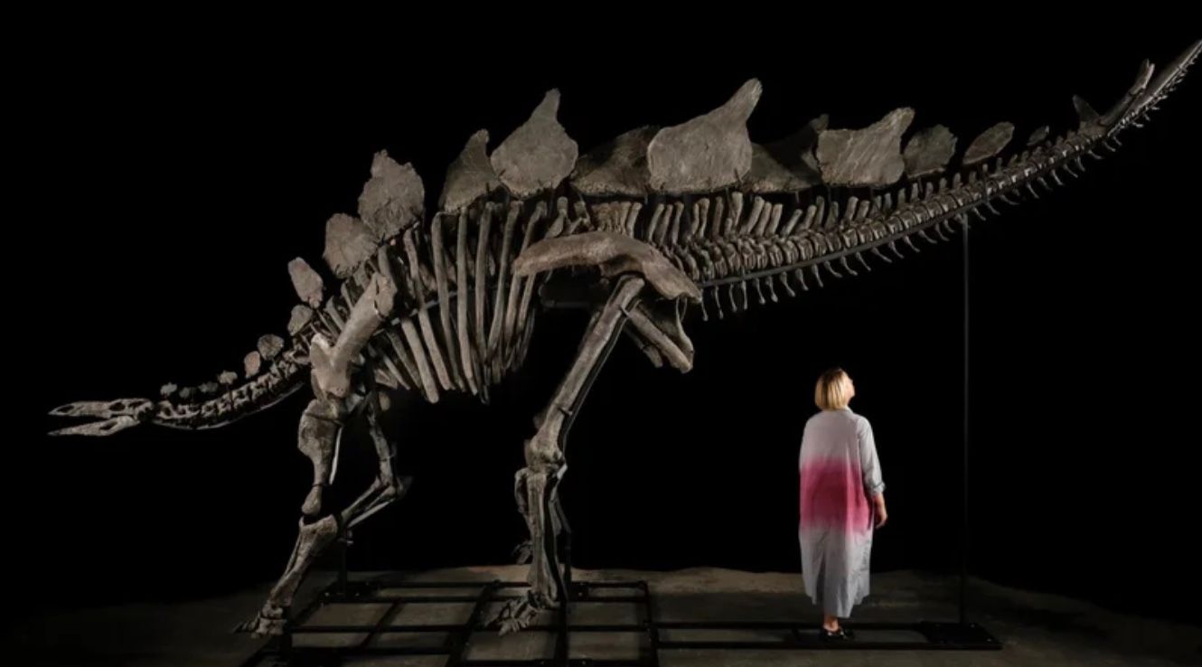 Апекс був випадково виявлений палеонтологом Джейсоном Купером у 2022 році Апекс був випадково виявлений палеонтологом Джейсоном Купером у 2022 році