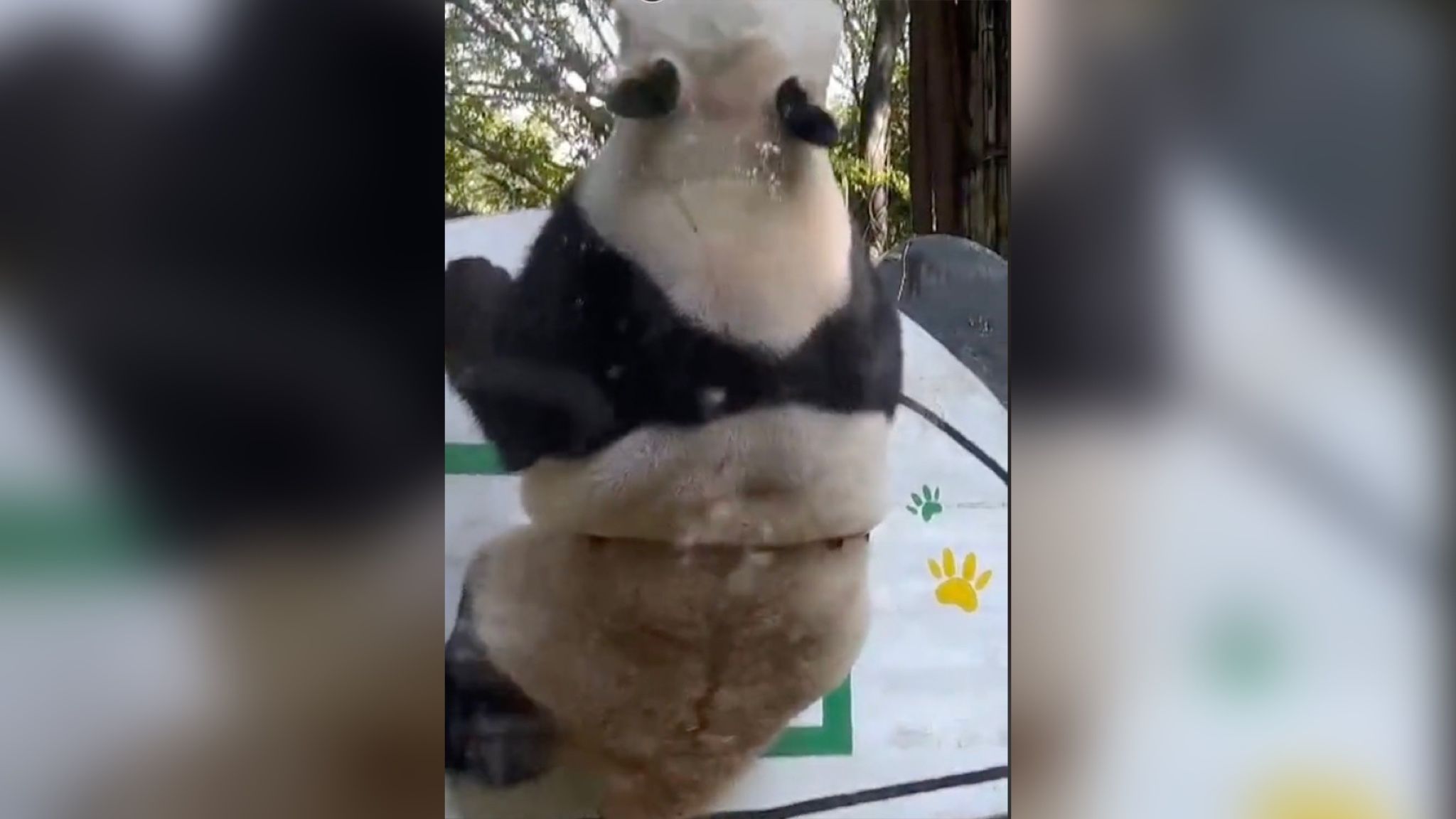 В зоопарку Китаю панду вирішили навчити баскетболу В зоопарку Китаю панду вирішили навчити баскетболу