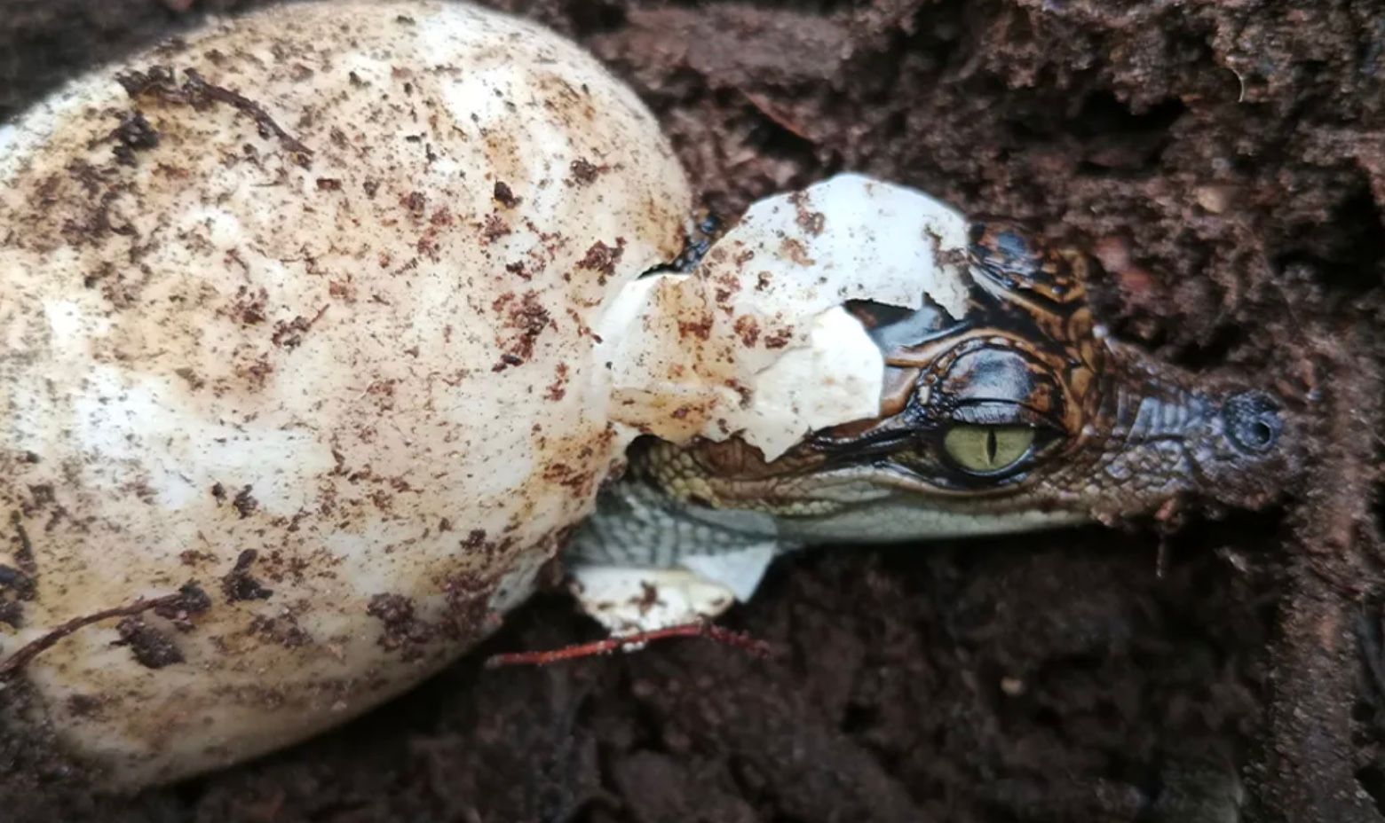 Популяція сіамських крокодилів збільшилася на 60 особин Популяція сіамських крокодилів збільшилася на 60 особин