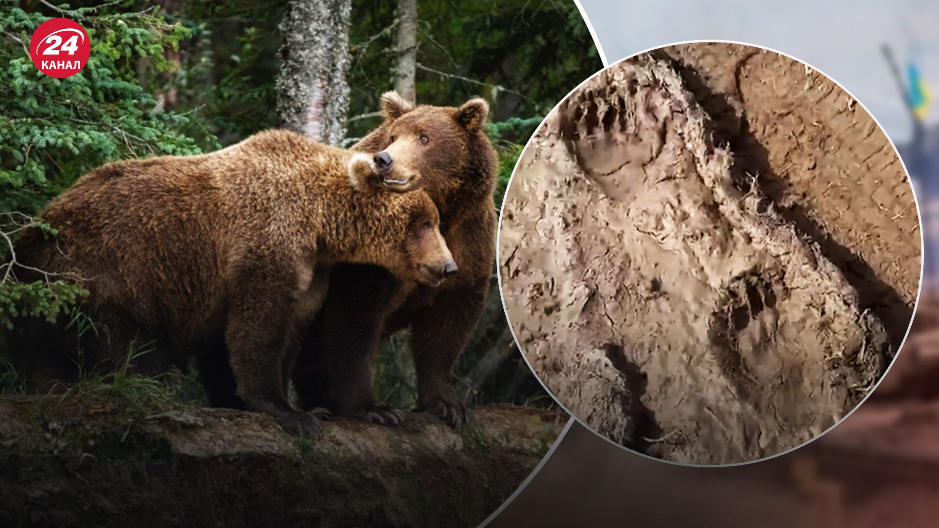 Прикордонники помітили сліди ведмедя Прикордонники помітили сліди ведмедя