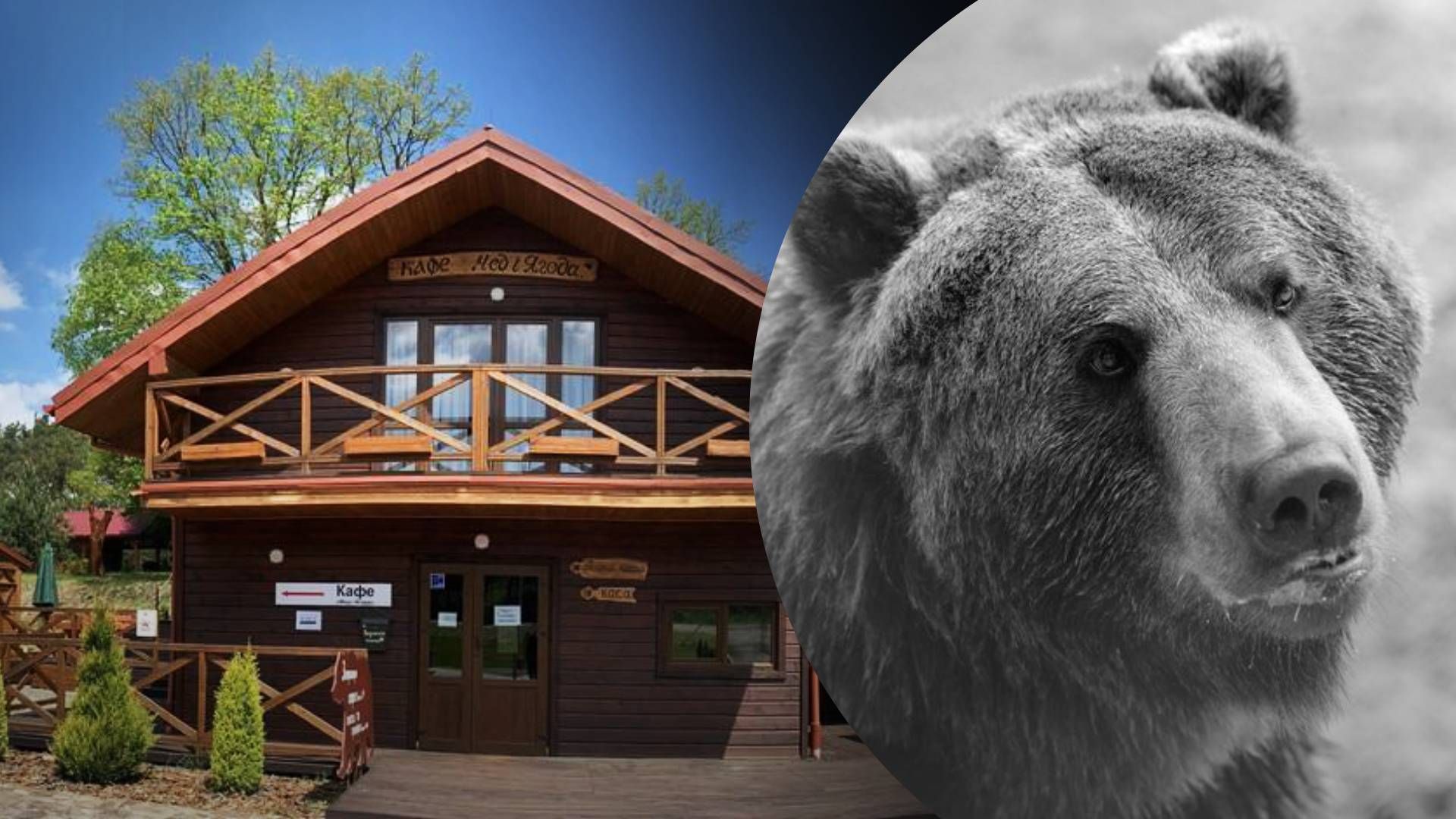 2 PETS В приюте "Домажир" трагически умер 16-летний медведь Сирко - Pets 2 PETS В приюте "Домажир" трагически умер 16-летний медведь Сирко - Pets