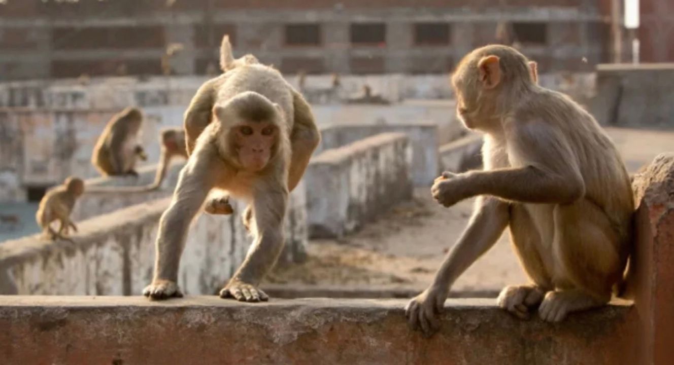 Мавпяча банда штурмувала школу Мавпяча банда штурмувала школу