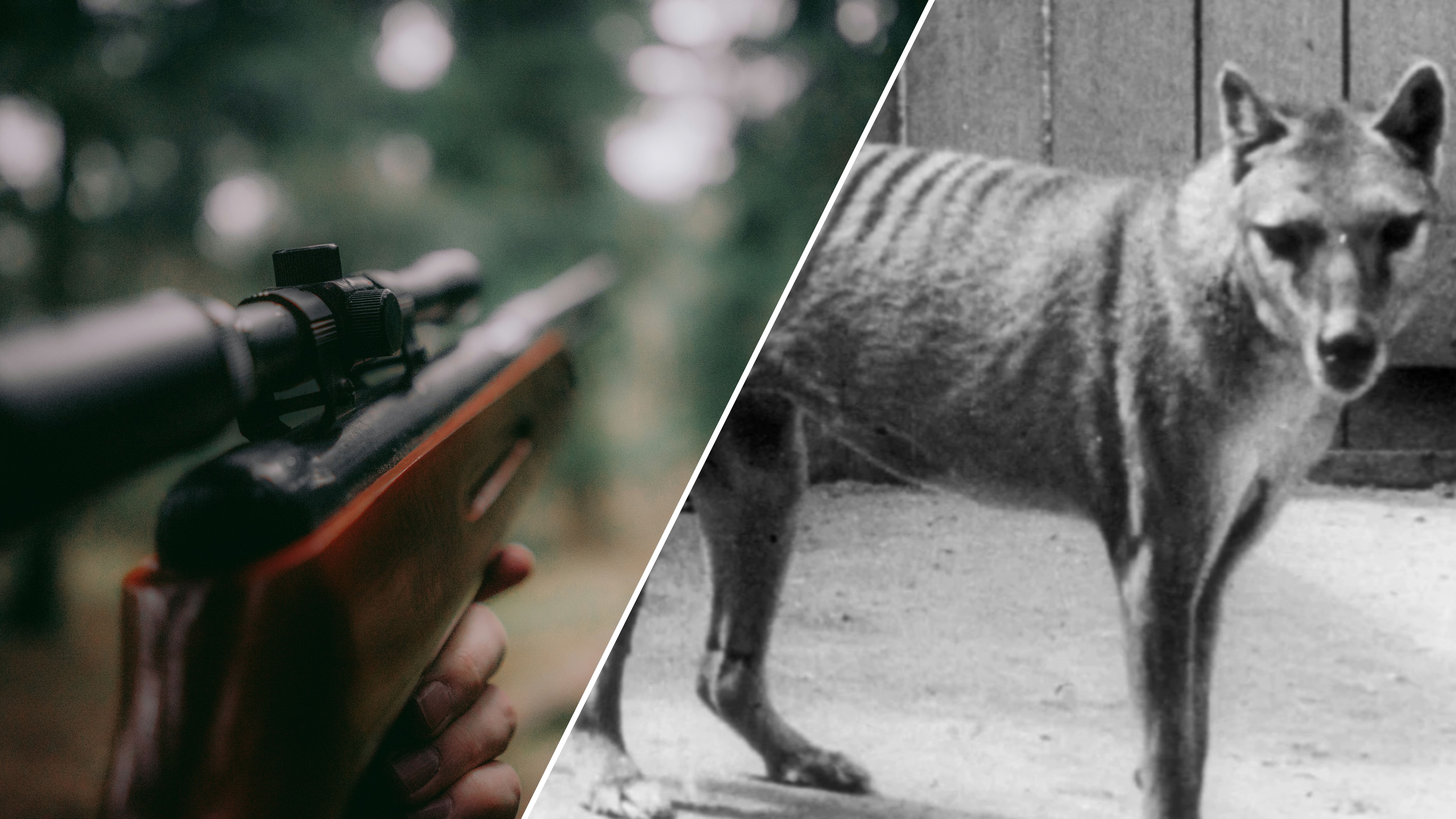 Скільки видів тварин на Землі зникло через людей Скільки видів тварин на Землі зникло через людей