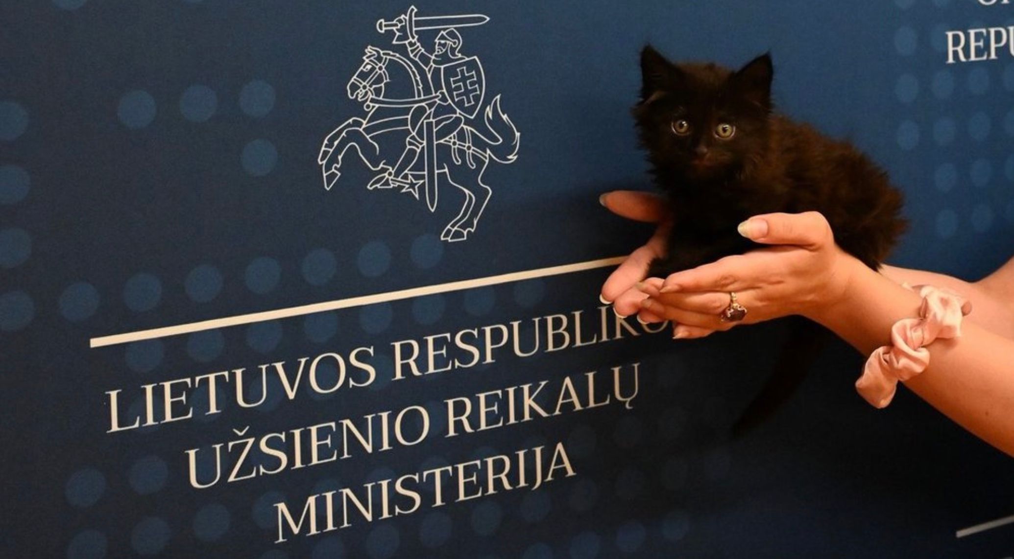 Котенок Ренго на своей новой работе в МИД Литвы Котенок Ренго на своей новой работе в МИД Литвы