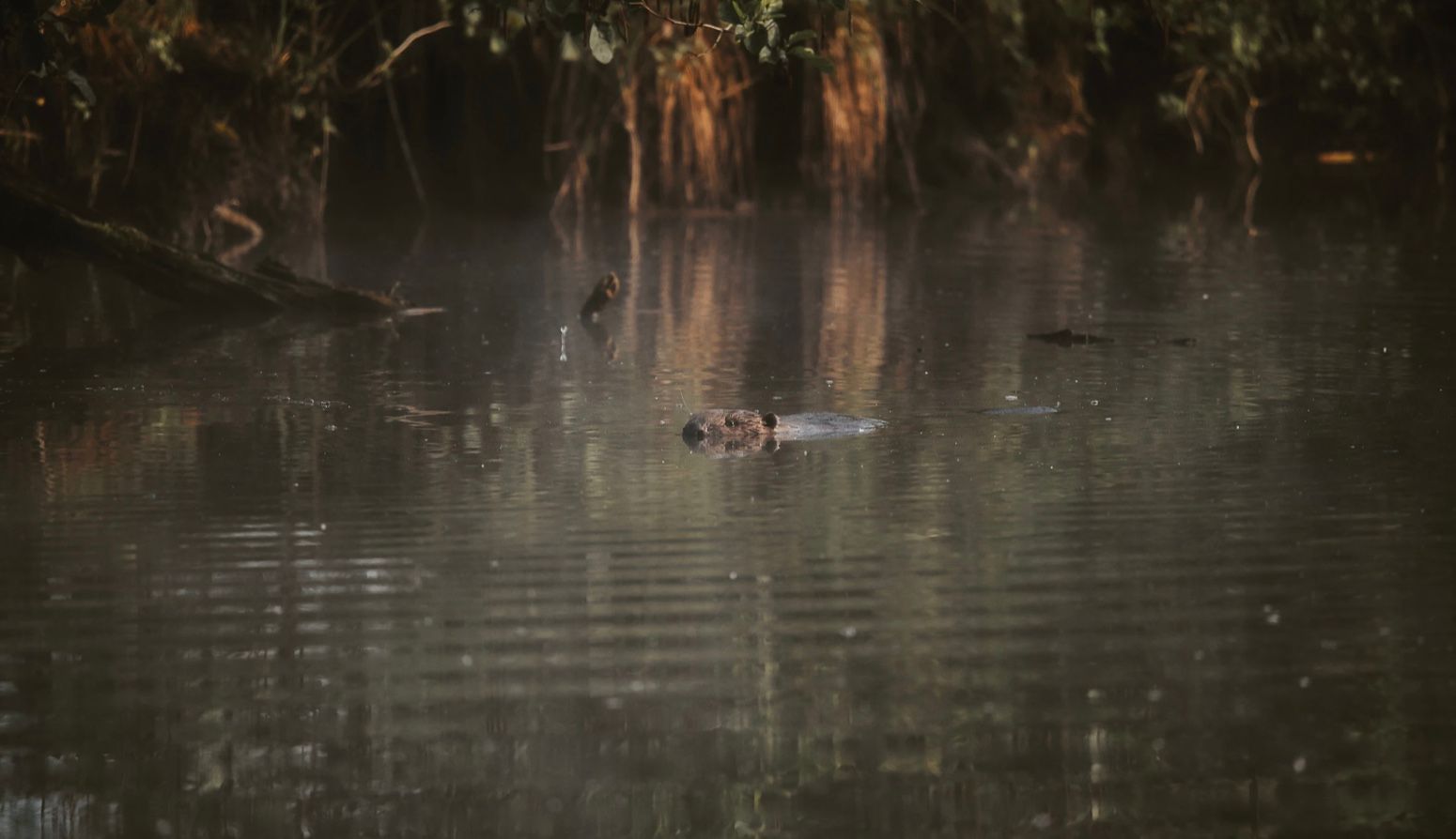 В Германии женщина хотела искупаться, а получила ранения В Германии женщина хотела искупаться, а получила ранения