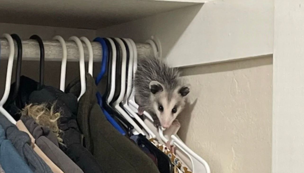 Опоссум пробрался в дом американки Опоссум пробрался в дом американки