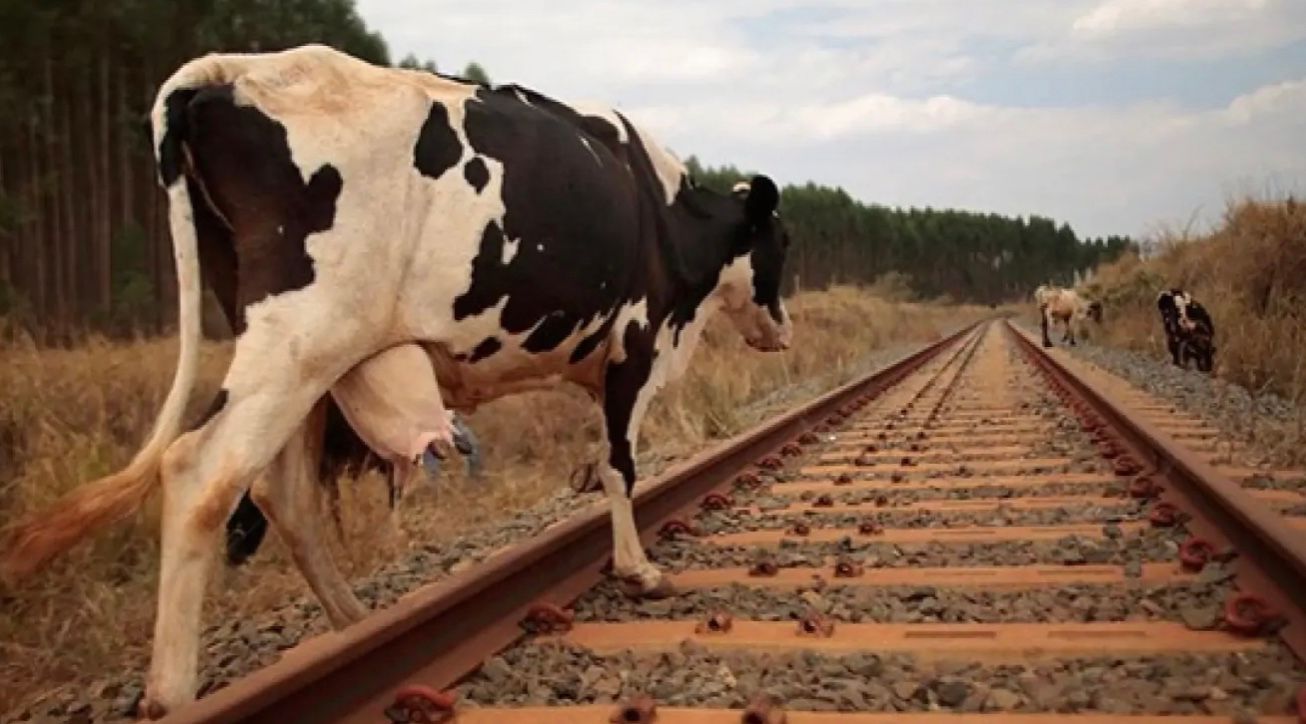 Стадо корів вийшло на колії в Шотландії Стадо корів вийшло на колії в Шотландії