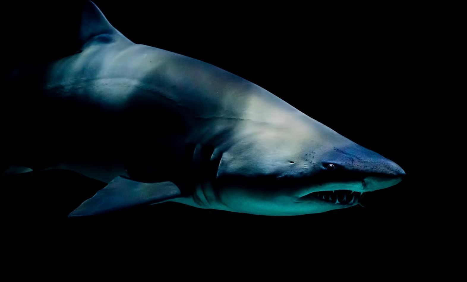 Світова столиця нападів акул Світова столиця нападів акул