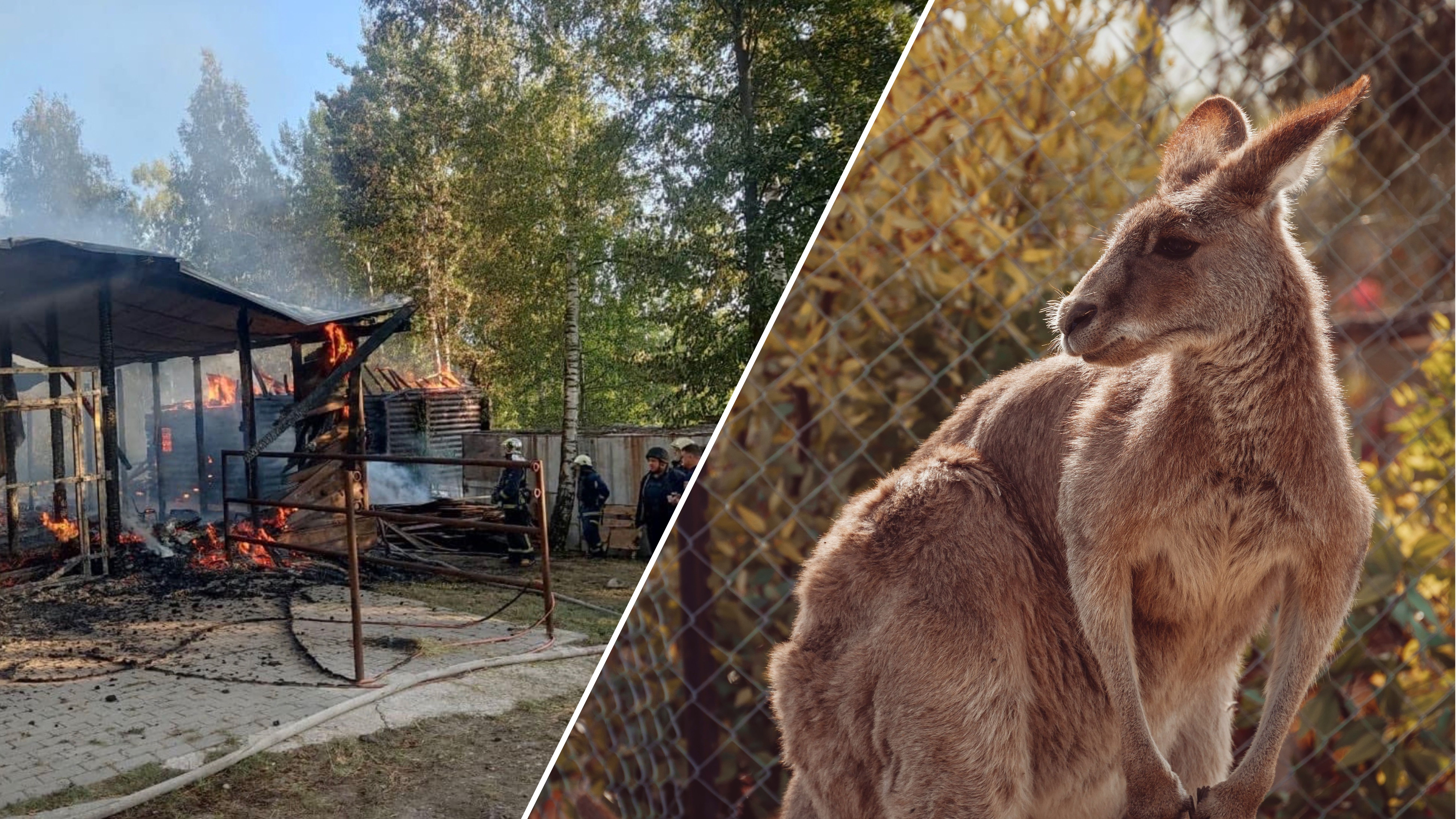 У Харкові після атаки по екопарку зник кенгуру - Pets У Харкові після атаки по екопарку зник кенгуру - Pets