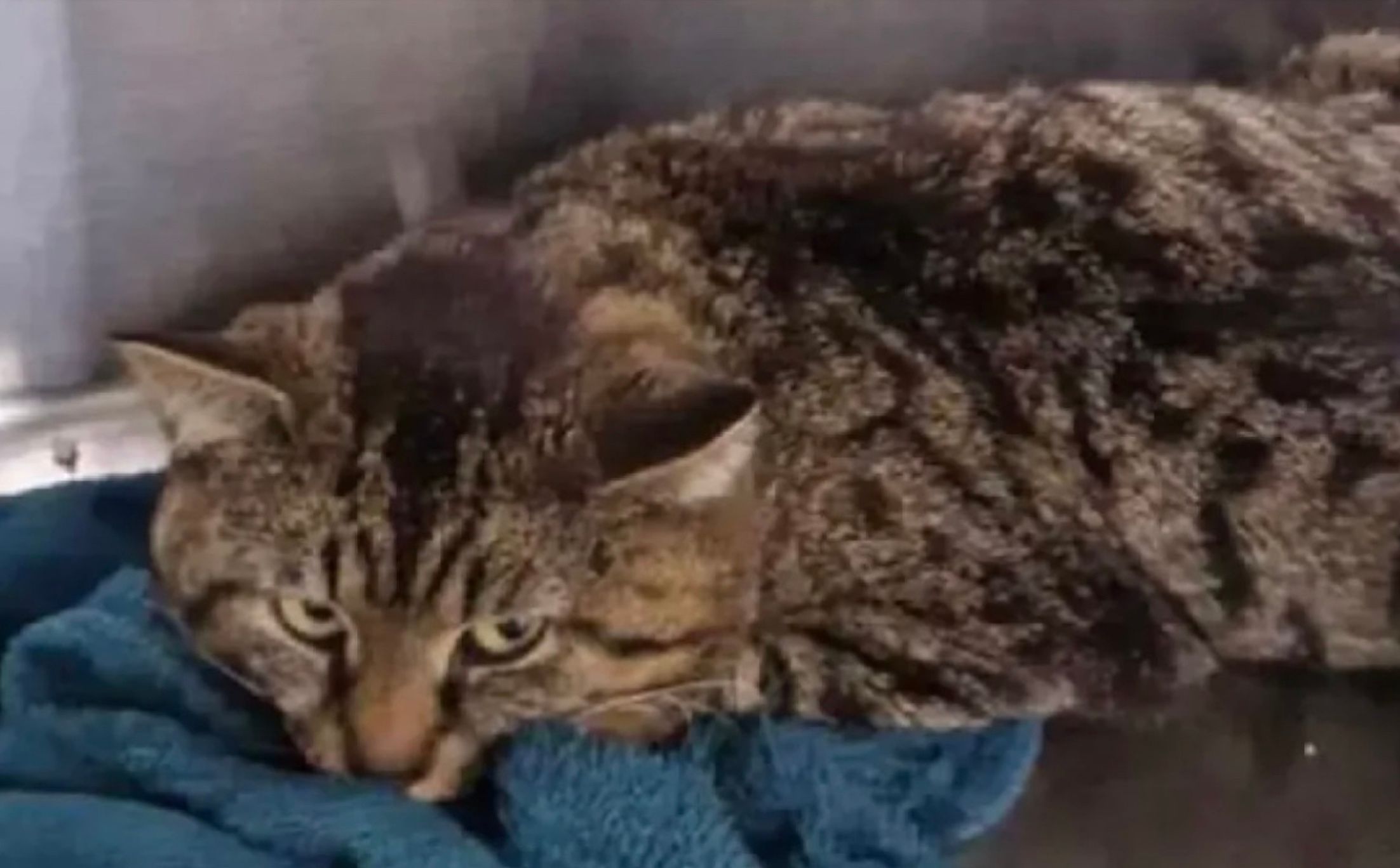 Кот вернулся домой через 5 месяцев после исчезновения Кот вернулся домой через 5 месяцев после исчезновения