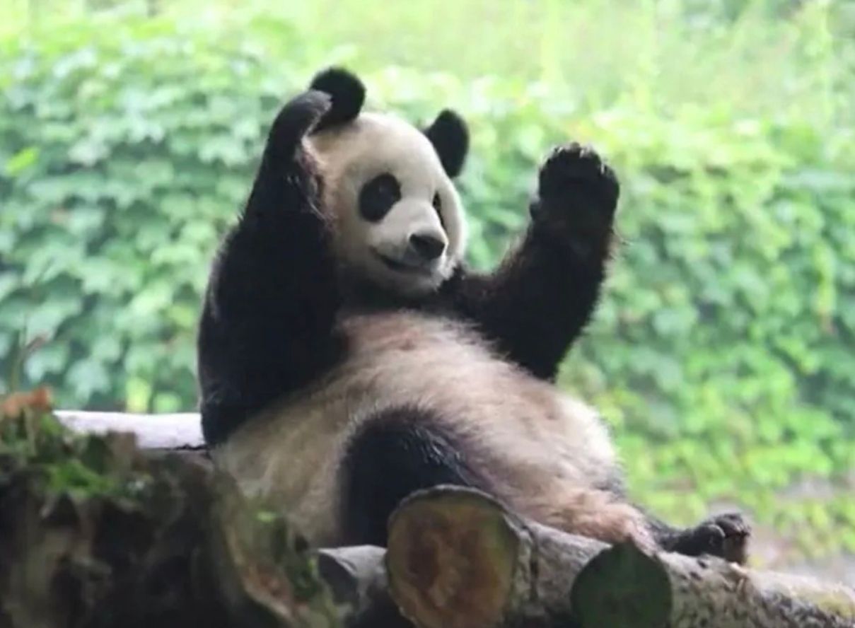 Панда просто хотіла почесати спинку, натомість підкорила мережу танцем Панда просто хотіла почесати спинку, натомість підкорила мережу танцем