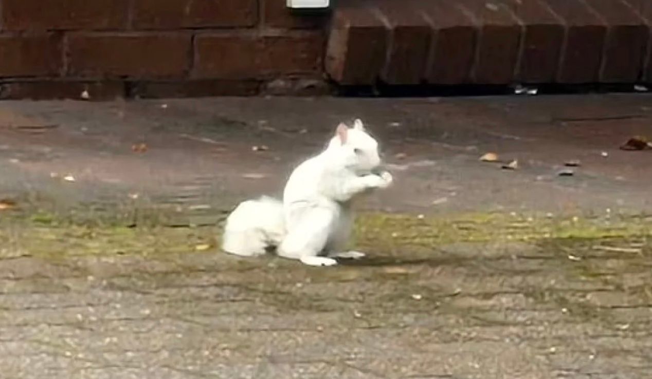 Дуже рідкісну білку помітили в Південному Уельсі Дуже рідкісну білку помітили в Південному Уельсі