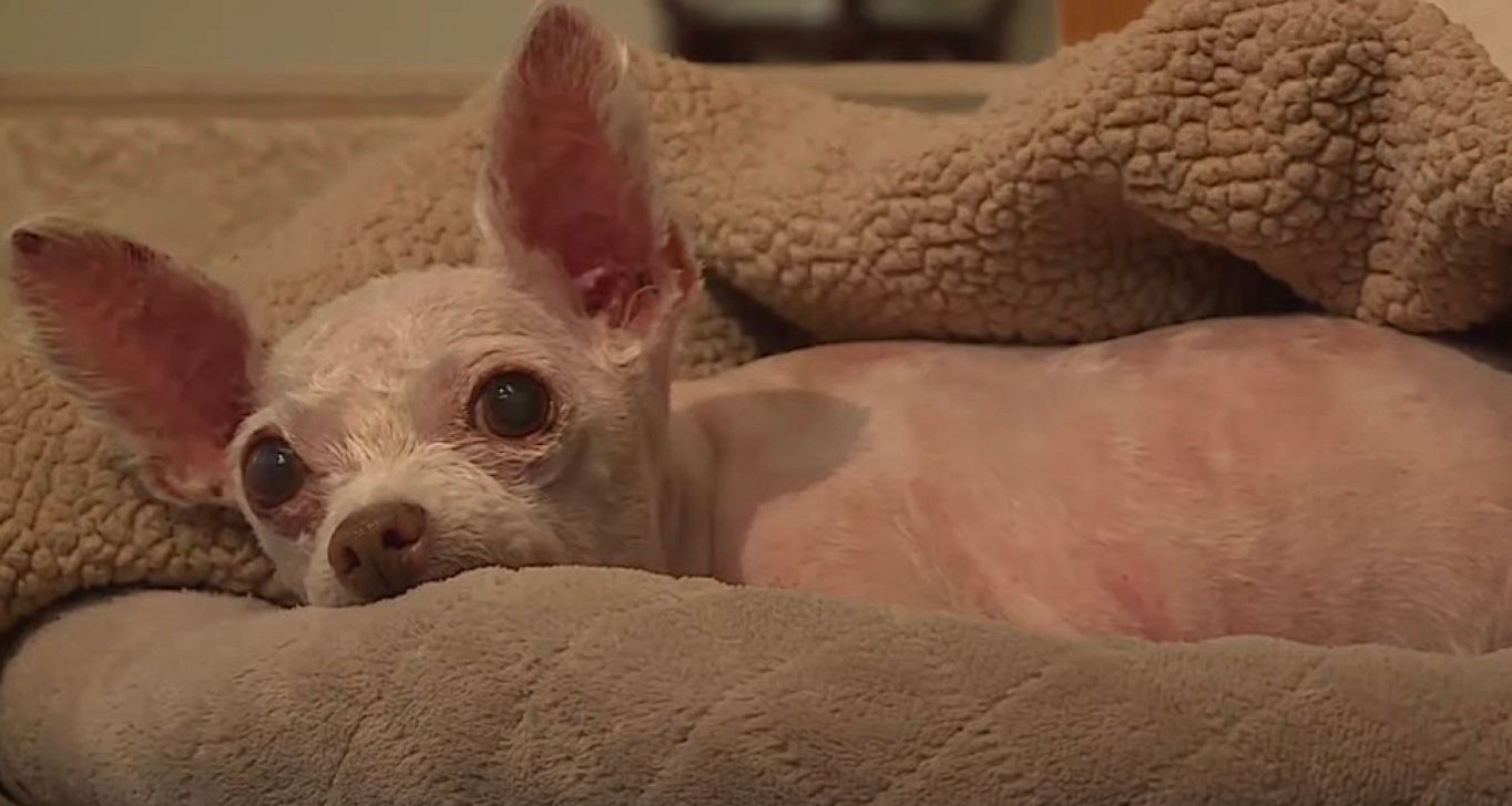 Собака, которая пропала 9 лет назад, воссоединилась с хозяйкой Собака, которая пропала 9 лет назад, воссоединилась с хозяйкой