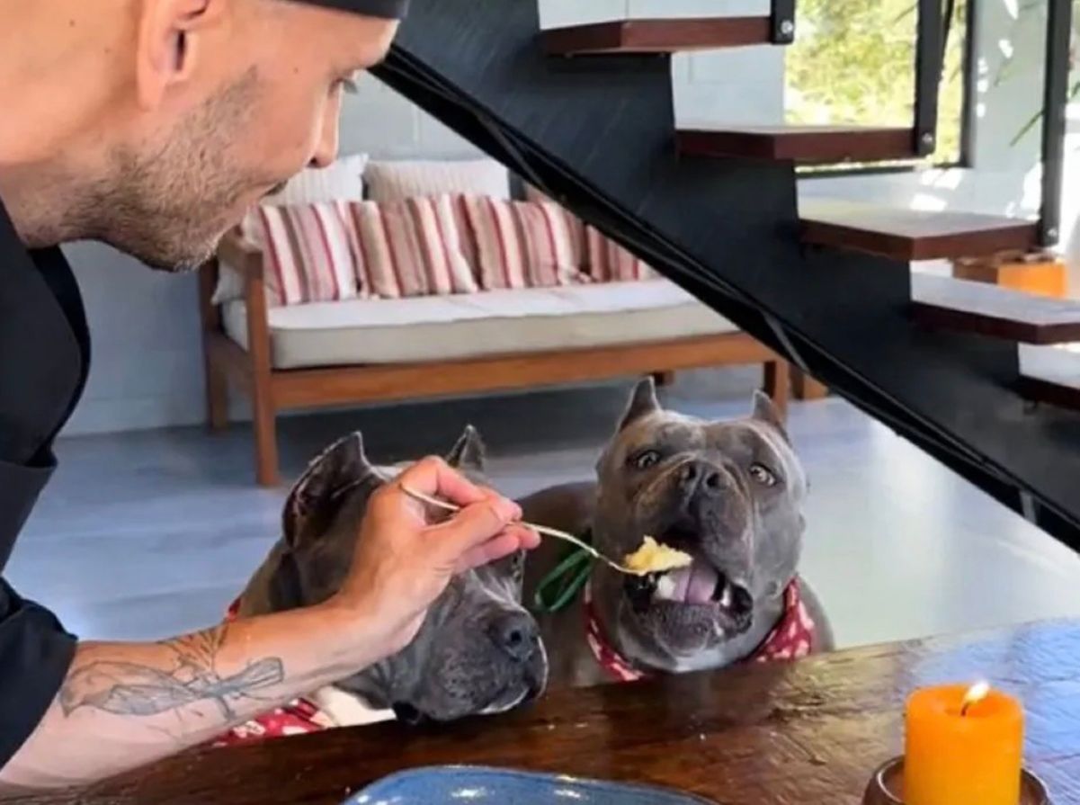 Як обідають песики, у яких господар шеф-кухар Як обідають песики, у яких господар шеф-кухар