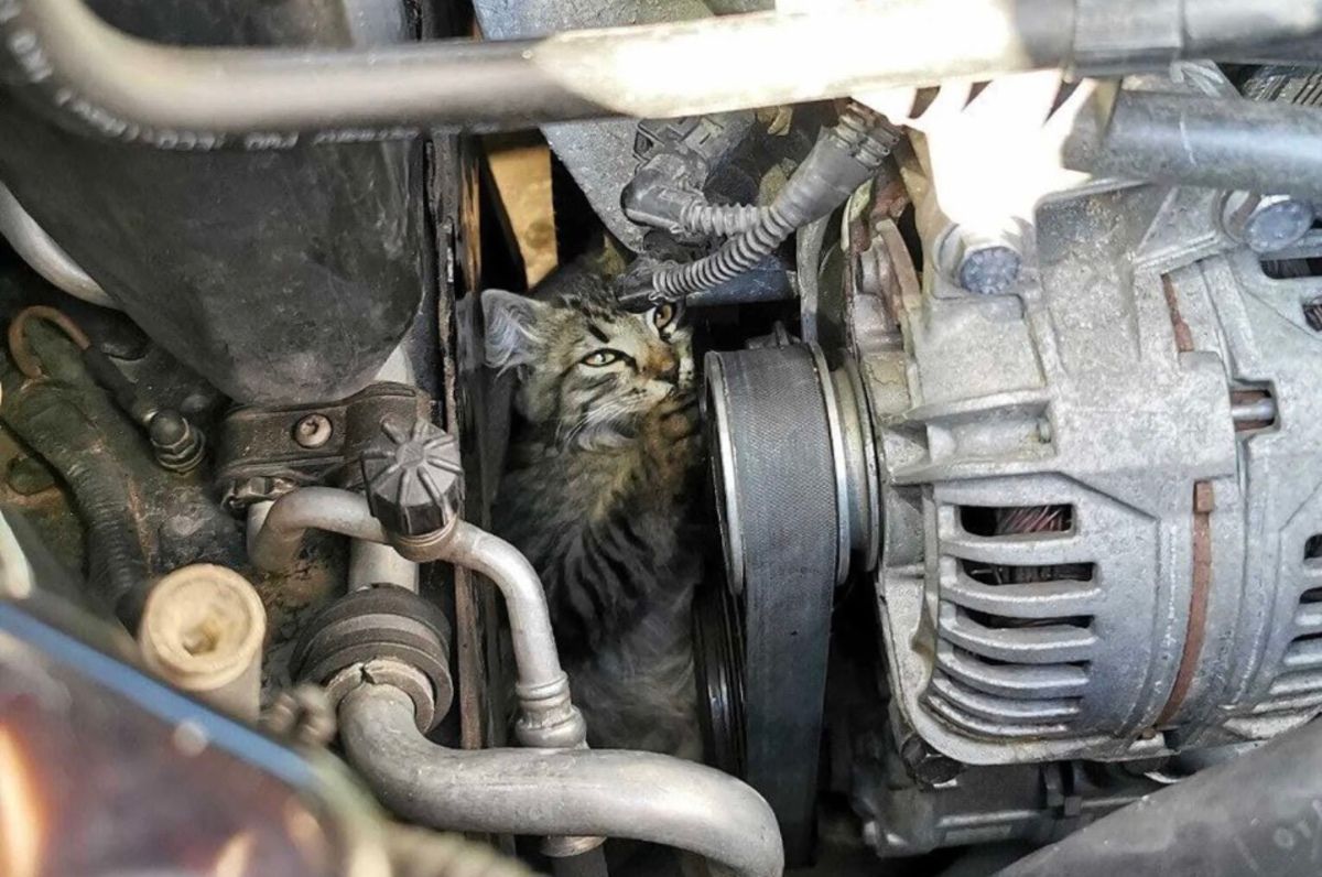 В Киеве спасли котенка из железной ловушки В Киеве спасли котенка из железной ловушки