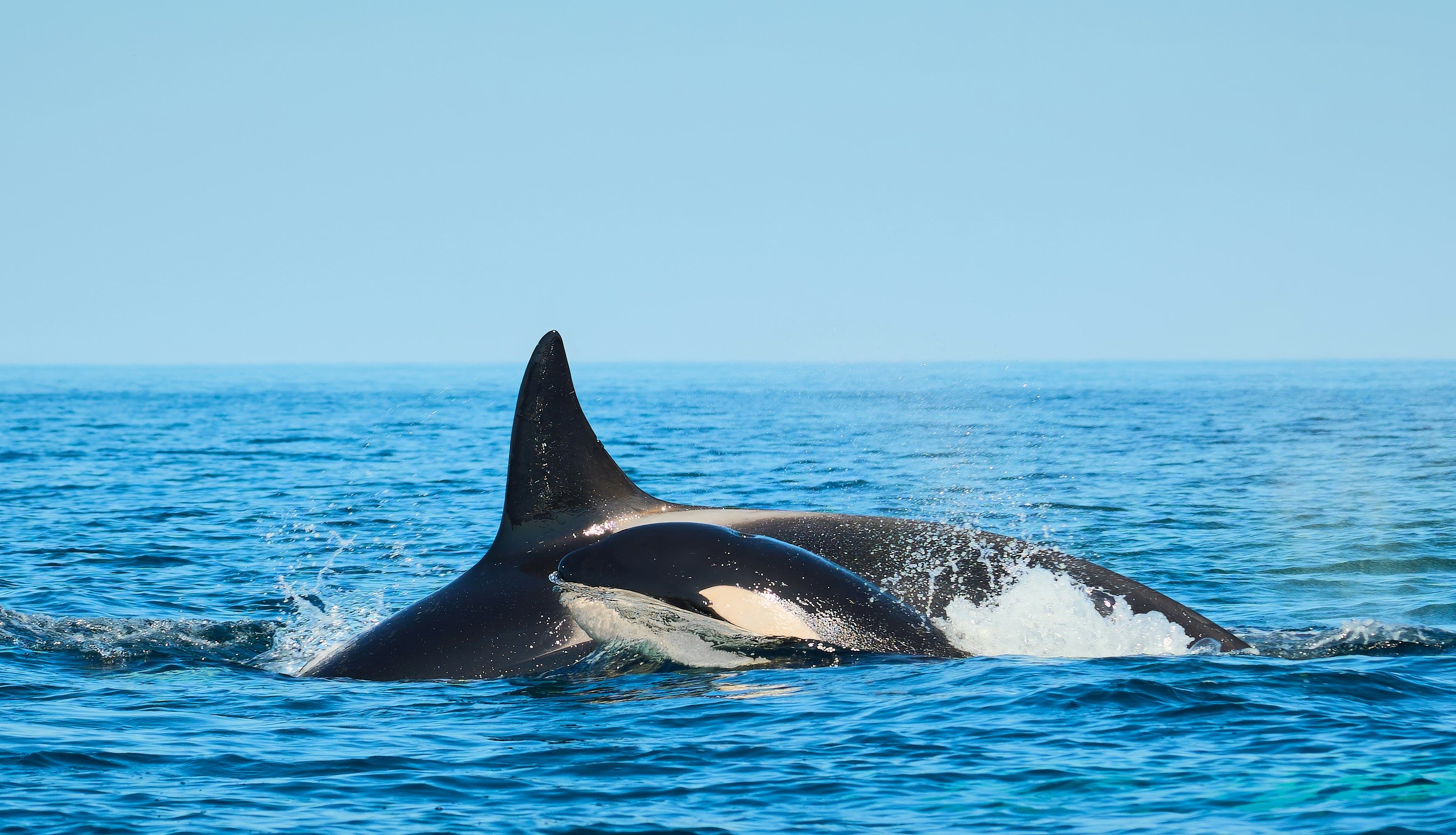 Косатки Косатки