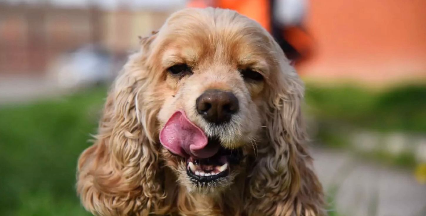 Женщина отдала собак на стрижку в салон, а теперь подаст в суд Женщина отдала собак на стрижку в салон, а теперь подаст в суд