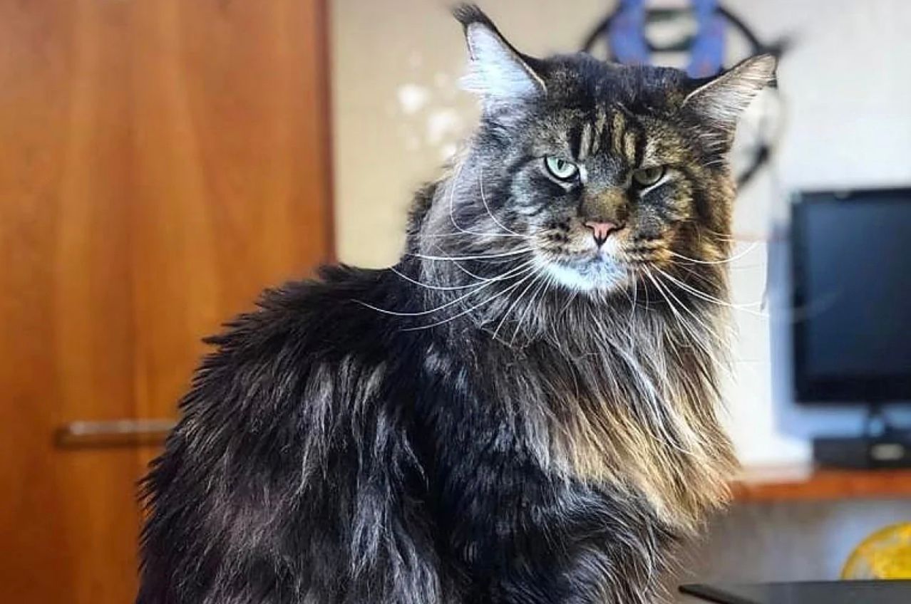 Баривел стал рекордсменом Баривел стал рекордсменом