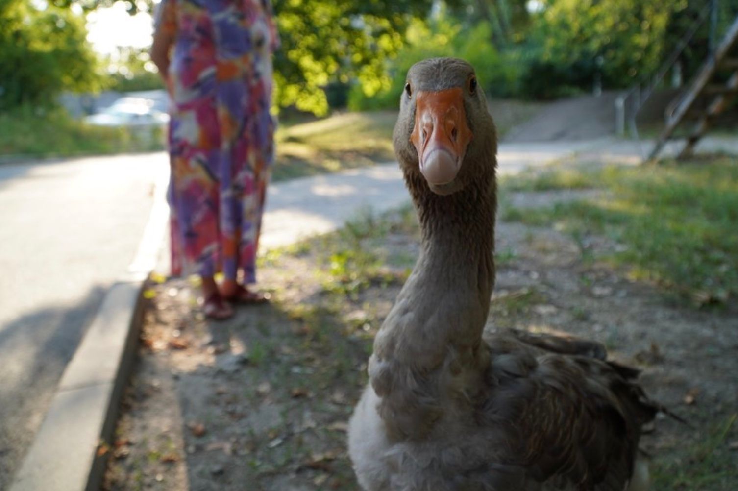 У Дніпрі щовечора гуляє гусак на прізвисько Гоша У Дніпрі щовечора гуляє гусак на прізвисько Гоша