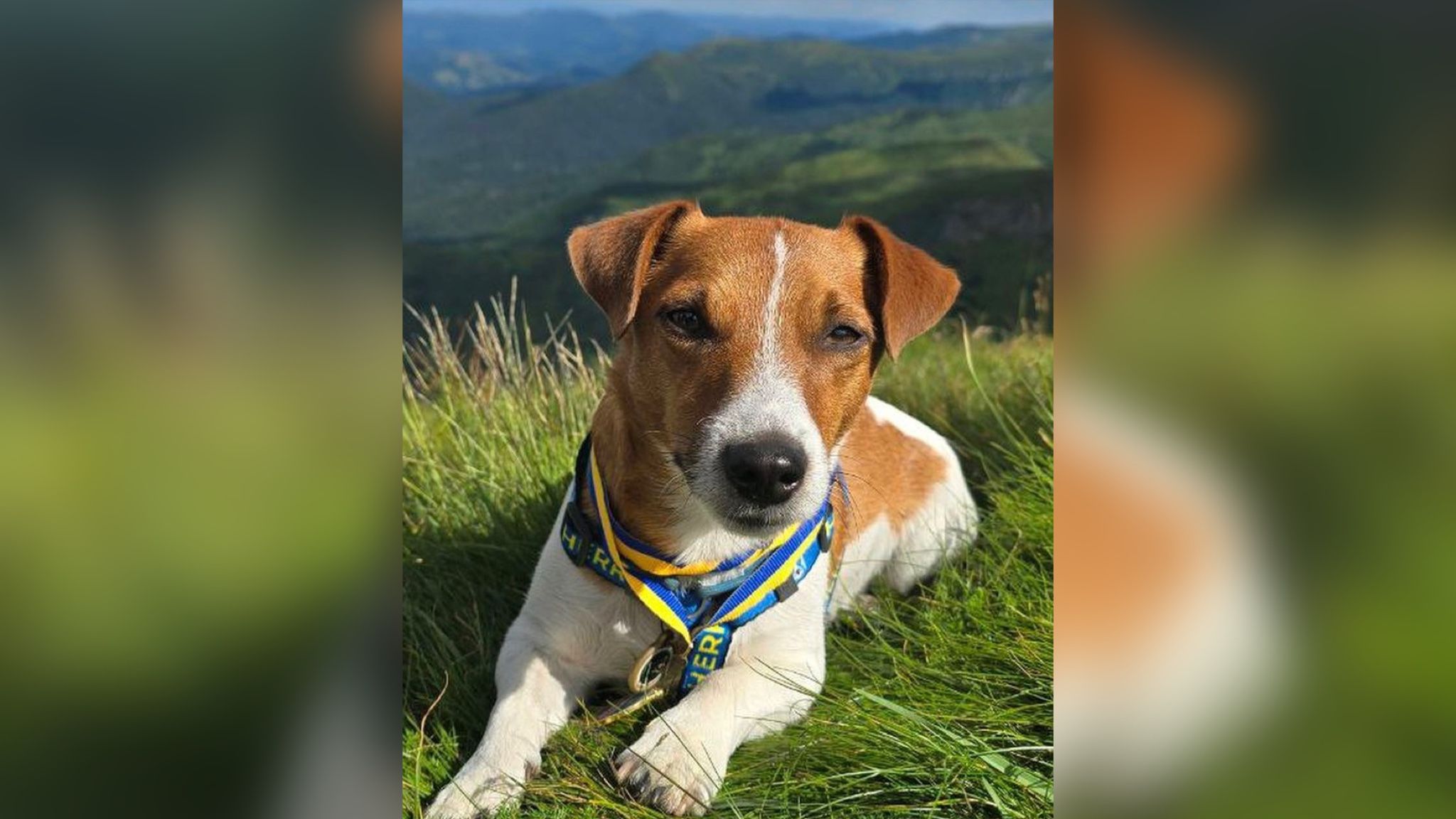 Пес Патрон піднявся на Говерлу Пес Патрон піднявся на Говерлу