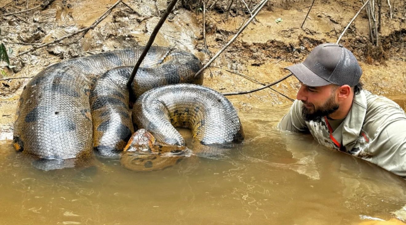 Мужчина оказался в воде с гигантской 6-метровой анакондой Мужчина оказался в воде с гигантской 6-метровой анакондой