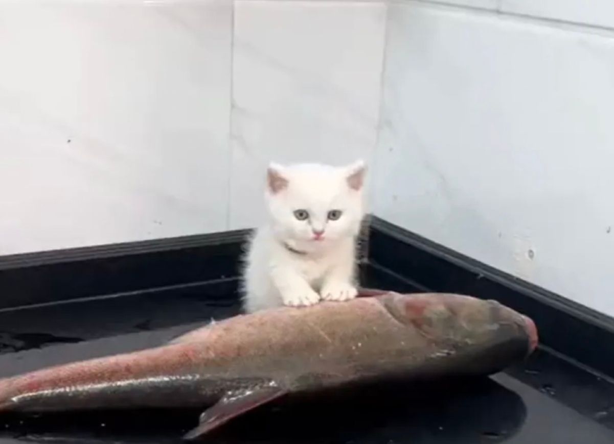 Мережу розсмішила реакція котика на його обід Мережу розсмішила реакція котика на його обід