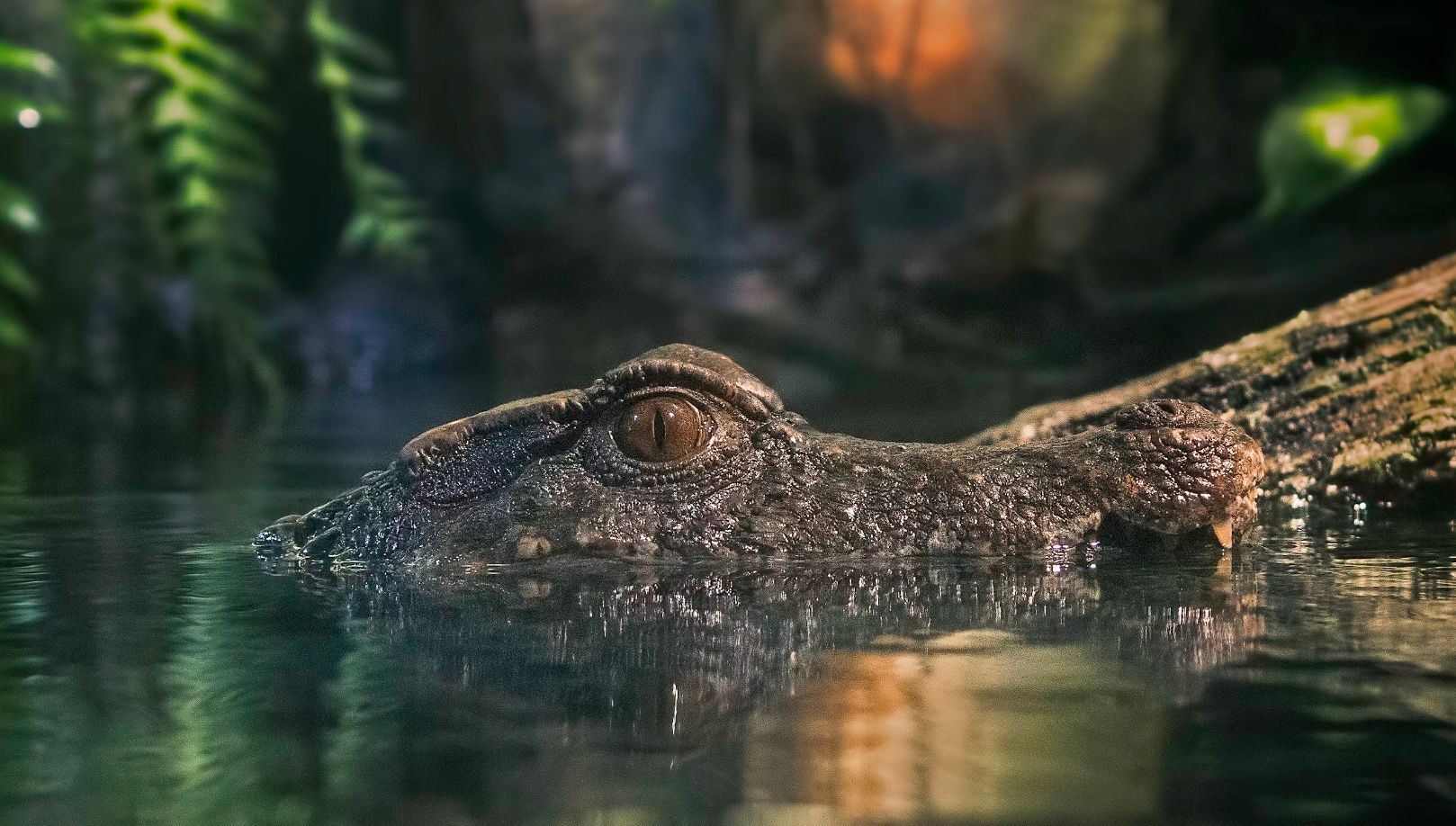 Самый сильный кусач в истории Земли Самый сильный кусач в истории Земли