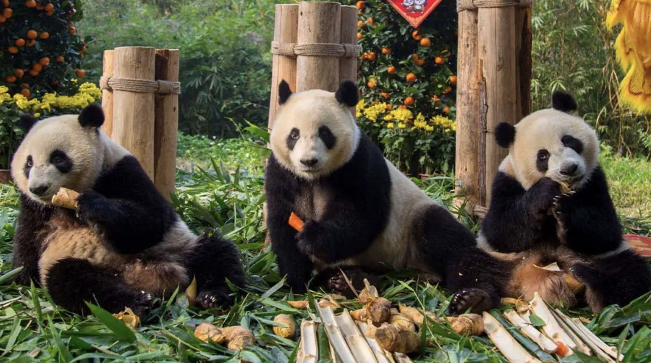 Єдина на планеті трійня великої панди святкує 10-річчя Єдина на планеті трійня великої панди святкує 10-річчя