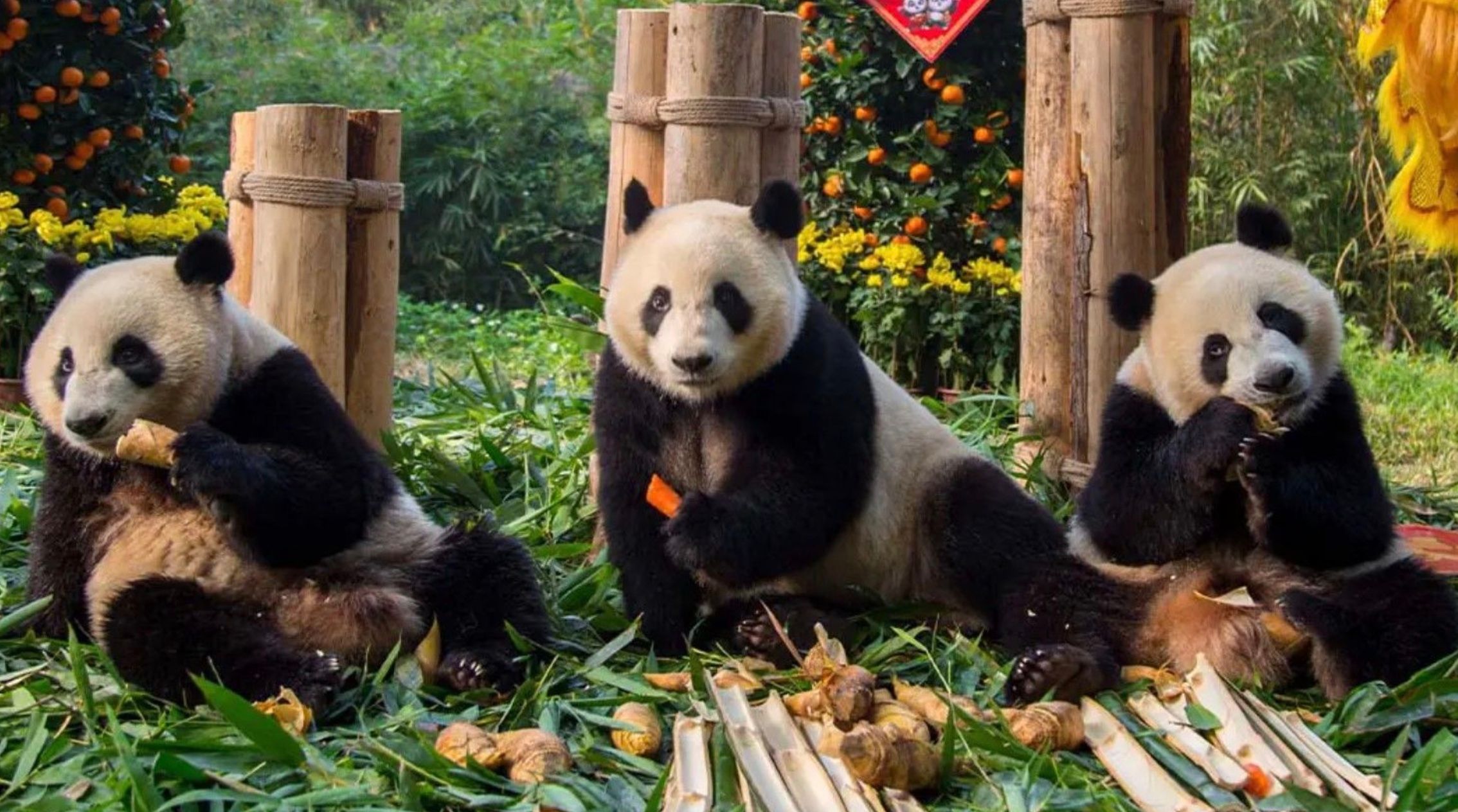 Единственная на планете тройня большой панды празднует 10-летие Единственная на планете тройня большой панды празднует 10-летие