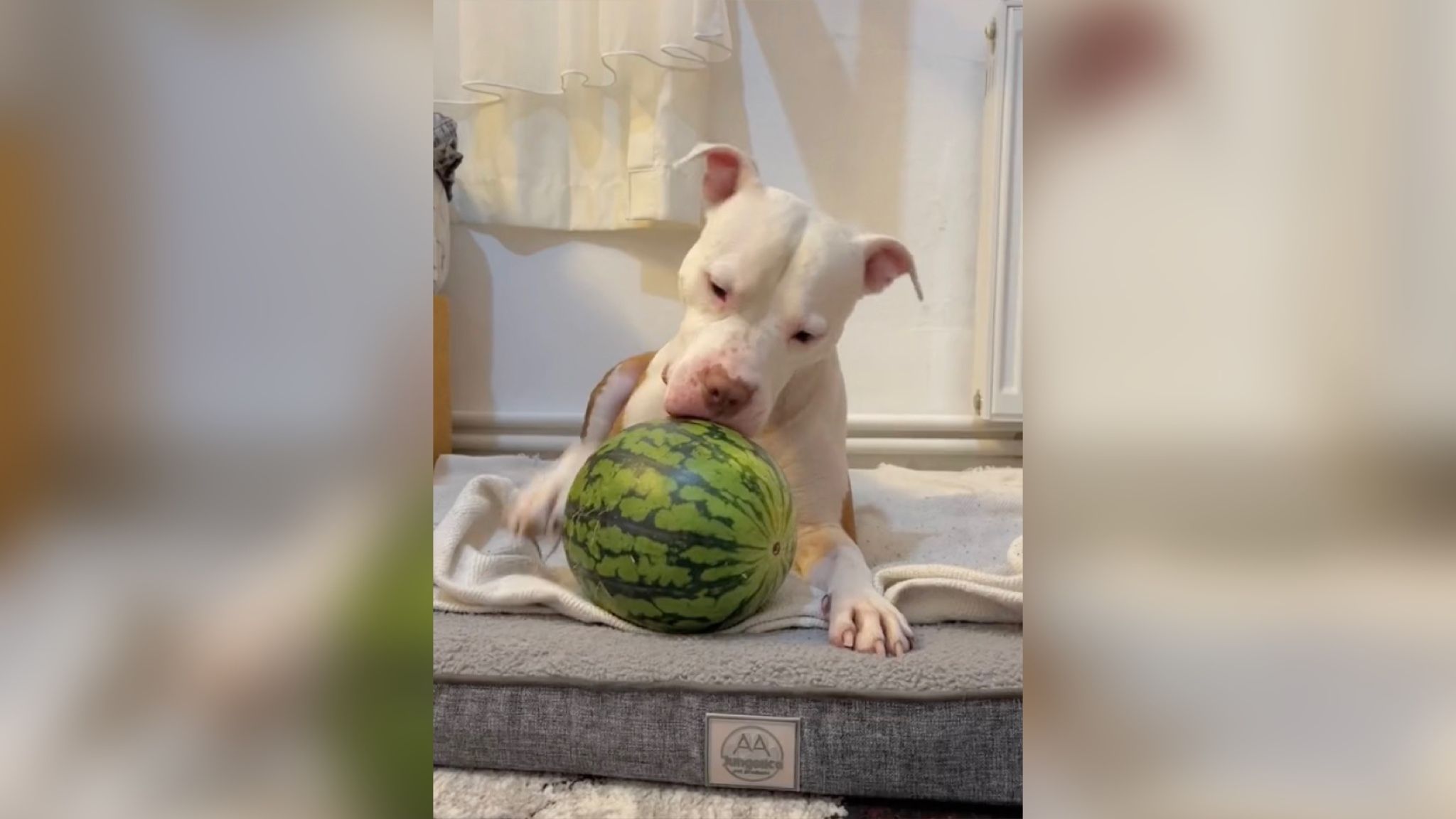 Дружба собаки та кавуна Дружба собаки та кавуна