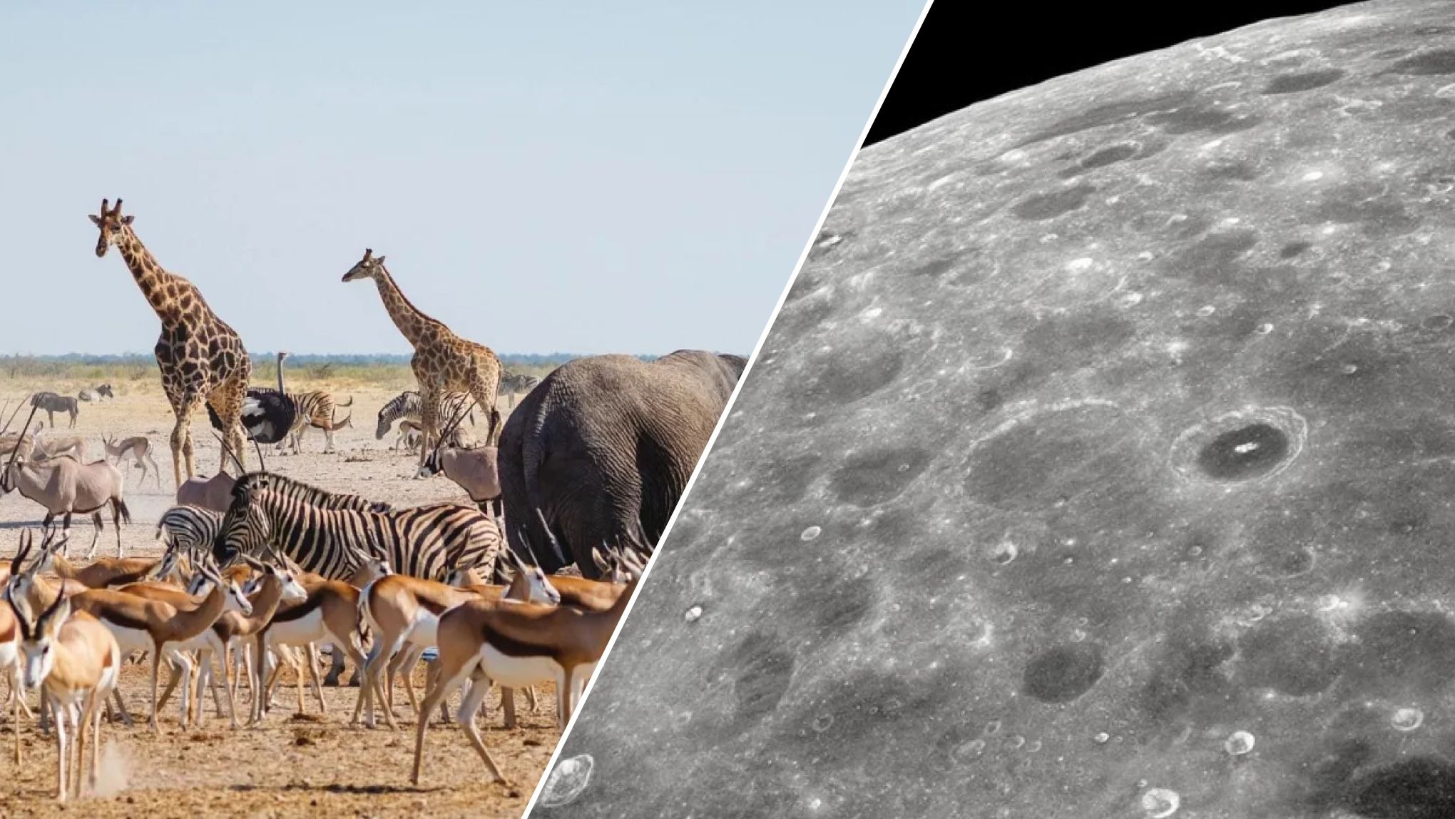 На Землі зникають тварини На Землі зникають тварини