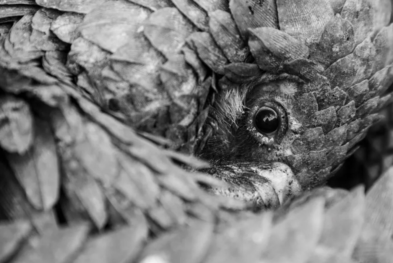 Названо млекопитающее, которое больше всего продается в мире Названо млекопитающее, которое больше всего продается в мире