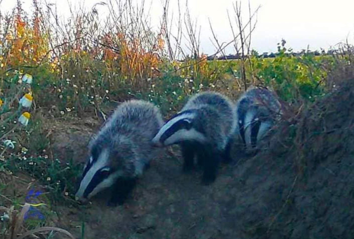 Ученый показал животное, которое прогуливалось по Тузловскому лиману Ученый показал животное, которое прогуливалось по Тузловскому лиману