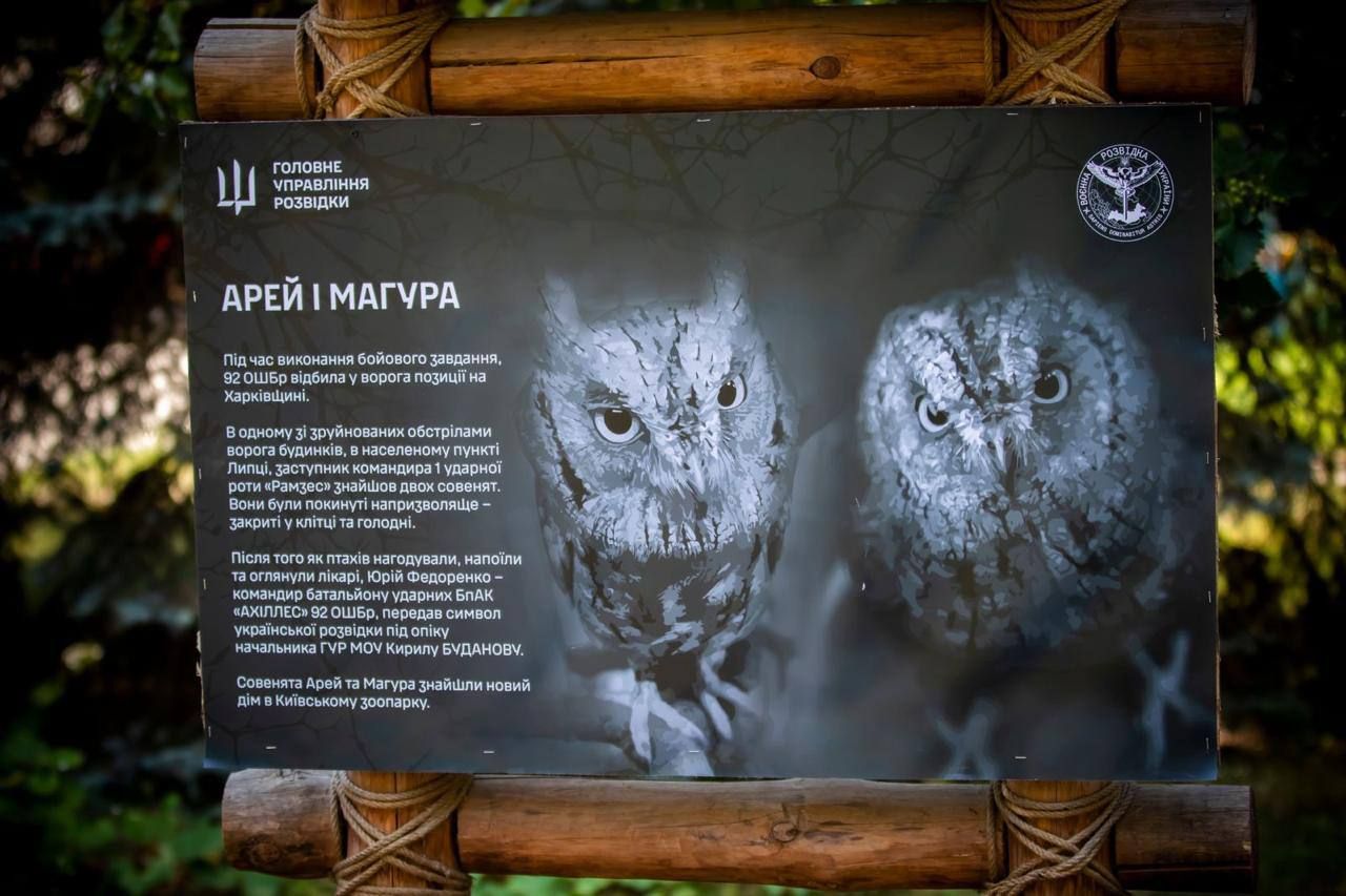 У КиївЗоо житимуть "штатні" сови ГУР У КиївЗоо житимуть "штатні" сови ГУР