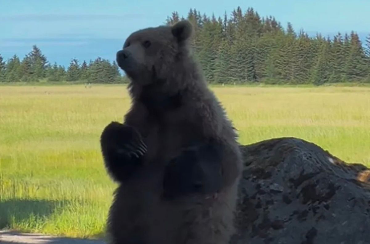 Ведмідь перетворив банальне чухання на веселі танці Ведмідь перетворив банальне чухання на веселі танці