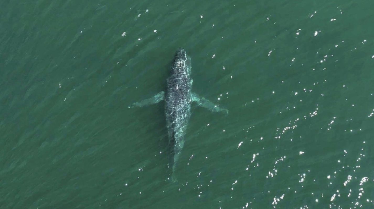 Люди заметили огромного горбатого кита без хвоста Люди заметили огромного горбатого кита без хвоста
