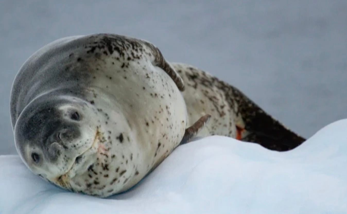 Полярники показали відео як морський леопард переслідував їх човен Полярники показали відео як морський леопард переслідував їх човен